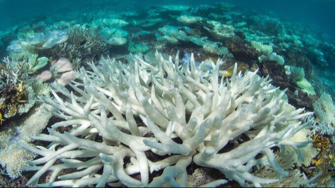 Corals Facing ‘Extinction’ Due to Climate Change- New Research Findings