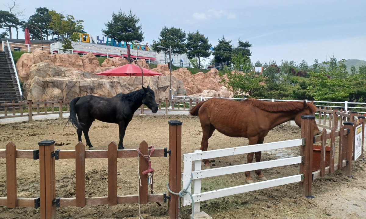 학대·버림받는 노령마 더는 없게… 말 복지 패러다임 전환
