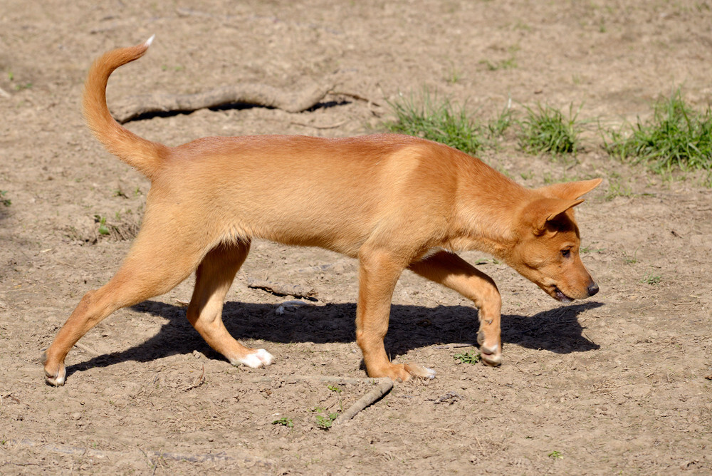 “손에 든 음식 버려라”…서울대에 들개떼 출몰, 학생들 불편·불안 확산