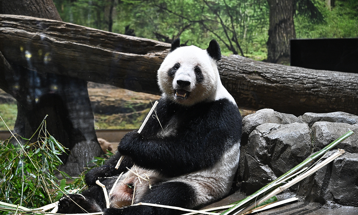 7세기때 日에 두 마리 선물… 中 ‘판다 외교’의 시초 [S스토리-日, 54년 만에 ‘제로 판다’… 속앓이 하는 열도]