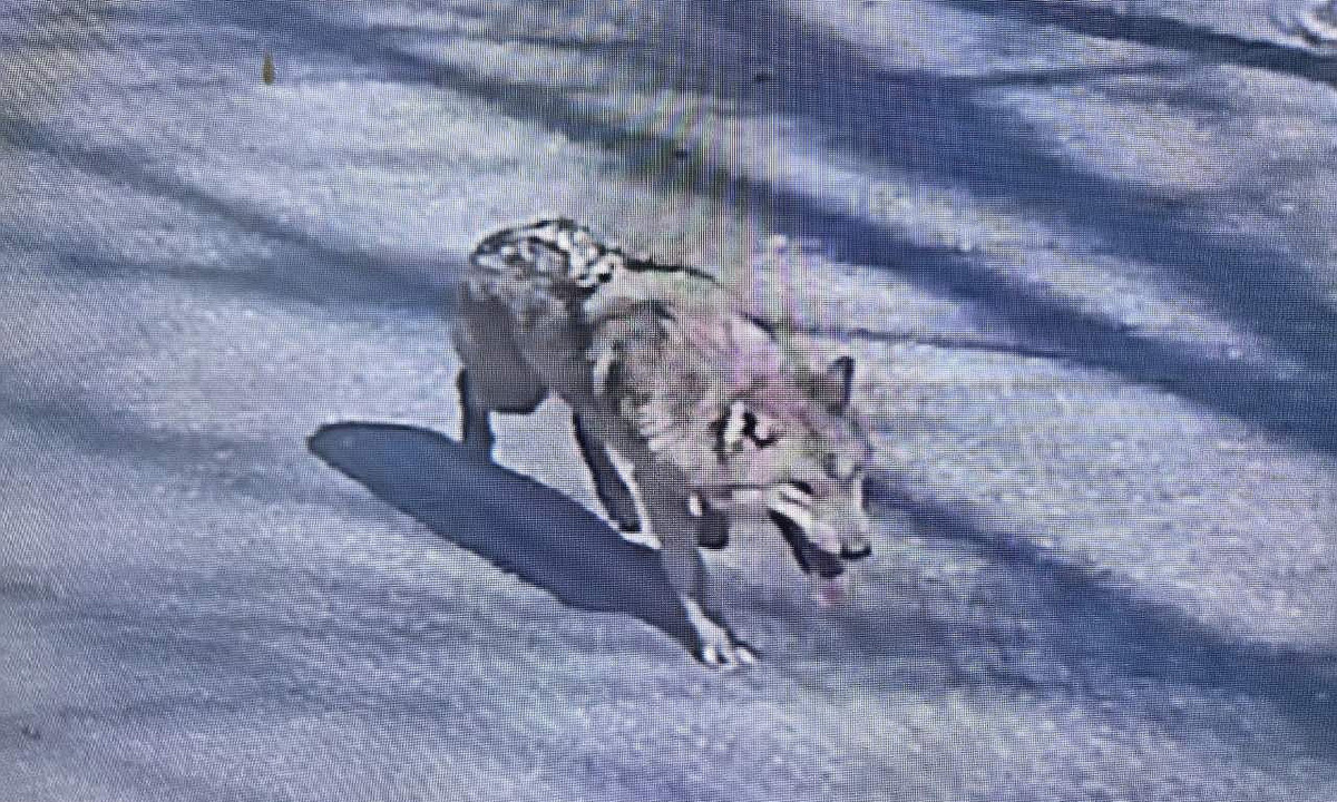 탈출 늑대 '늑구' 나흘째 행방 묘연…"포착되면 포획 시도"