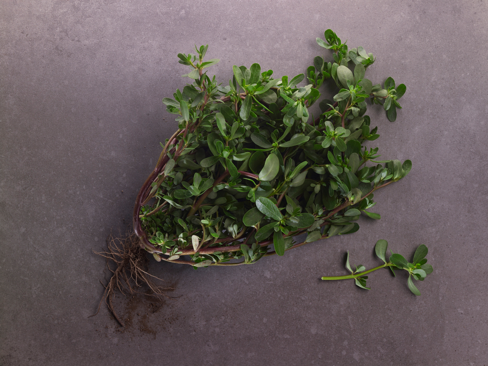 잡초인 줄 알았는데…쇠비름, 알고 보면 ‘오메가-3’ 덩어리 [FOOD+]