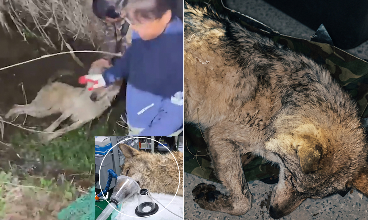 자유 찾아… 나 돌아갈래! [S스토리-관리 부실 비집고… 탈출하는 동물들]