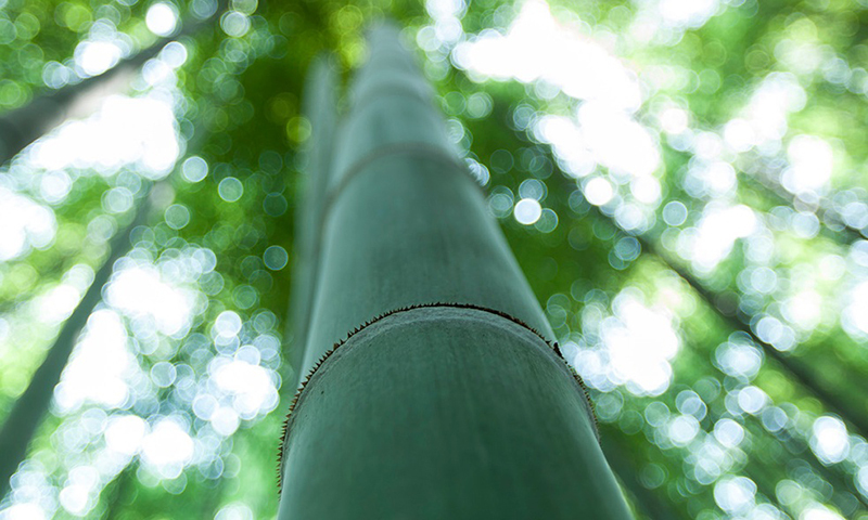 베트남의 ‘대나무 외교’ [김태훈의 의미 또는 재미]