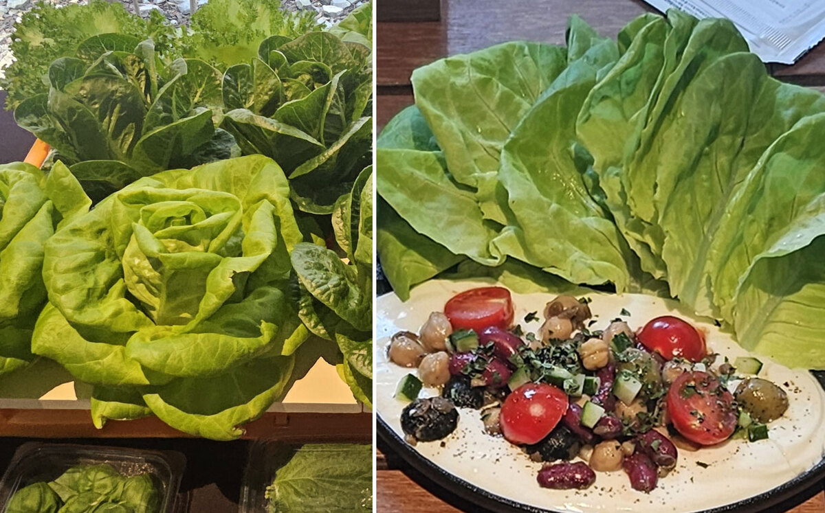 “샐러드 맛 살리는 ‘그 상추’ 뭐더라?”…‘요즘 입맛’ 사로잡은 버터헤드 [FOOD+]